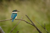 Lednacek posvatny - Todiramphus sanctus - Sacred kingfisher - kotare 6772